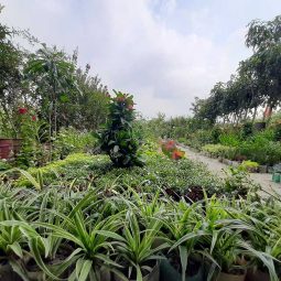 Mangrove Restoration Project