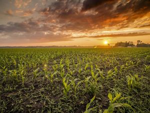 Climate Finance